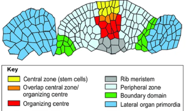 Figure 3. Schematic representation of the different zones in the shoot apical meristem (Gaillochet and Lohmann,  2015)