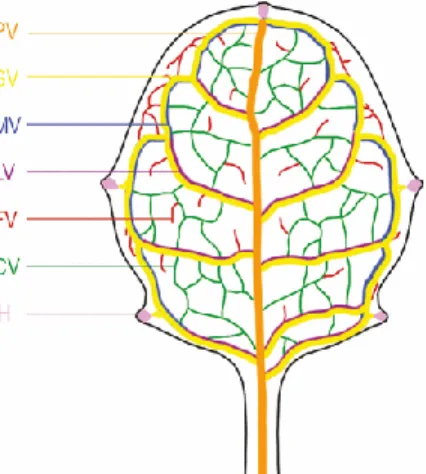Figure 4. The Arabidopsis leaf shows different vein orders (Biedroń and Banasiak, 2018)