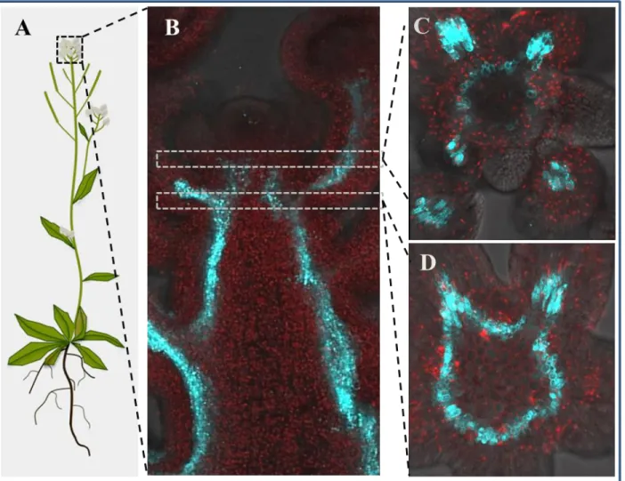 Figure 11. flWOX4 promoter activity in the sub-cortical cells of the inflorescence meristem