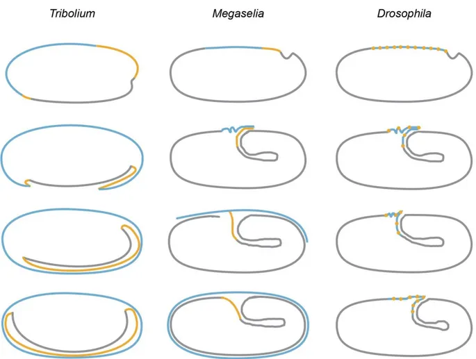 Figure  1.5.  Reduction  of  extraembryonic  membranes  during  dipteran  evolution.  Schematic  overview shows the topology of EEMs in three holometabolous species (beetle T