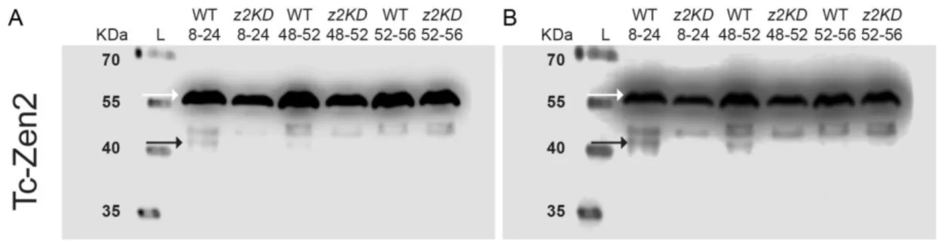 Figure  4.17.  Tc-Zen2  expression  in  wild  type  and  Tc-zen2  knockdown  samples.  The  silencing  effect of Tc-zen2 RNAi  verified in the late stages by western blot