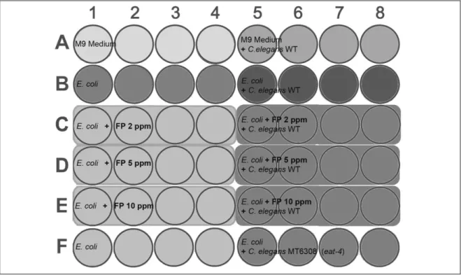 Abbildung 2-1 |   Aufbau einer 48-Well Platte mit E. coli Nahrungsaufnahme (OD 600 ) Assay für C
