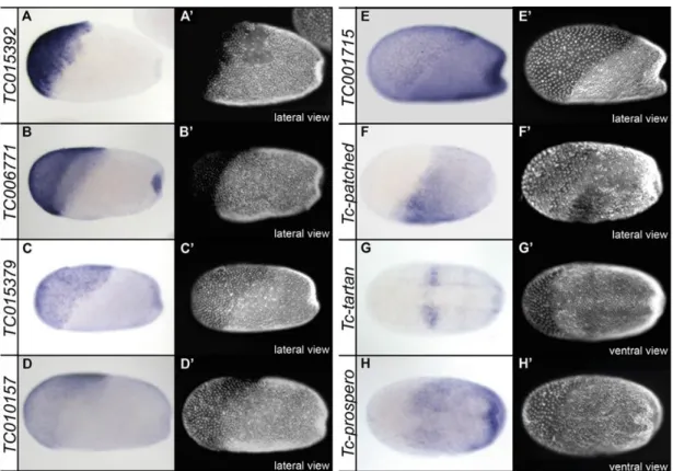 Figure 2.3: Expression patterns of genes differentially expressed upon knockdown of Tc-sog and Tc-dpp (A-H) Expression patterns as identified by ISH; (A’-H’) Same embryo as depicted in pictures labeled with corresponding capital  letters, nuclei stained wi
