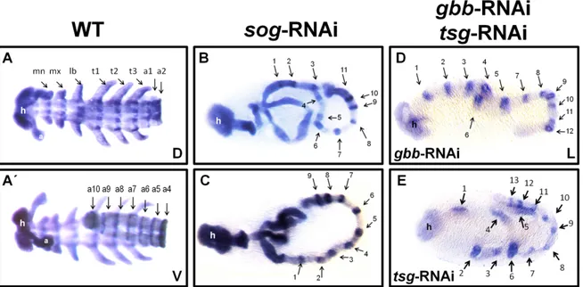 Figure 3-3: Segment number is probably not influenced by BMP signaling