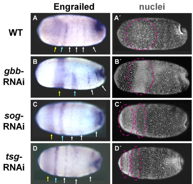 Figure 3-4: Segment number is not altered in blastoderm embryos with disrupted BMP signaling  Anterior of the egg is to the left