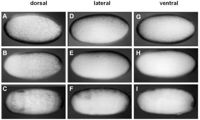 Figure 3-5: pMad distribution in young embryos