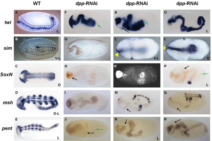 Figure 3-11: dpp-RNAi germ band stage embryos are ventralized 