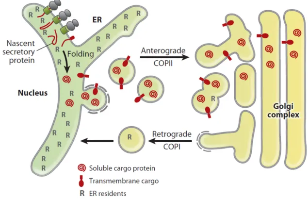 Figure 1.1 | Bidirectional transport between ER and Golgi