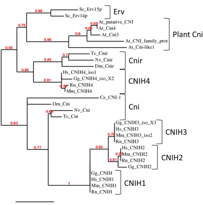 Figure 3.1 | Phylogenetic Analysis of Cni Proteins