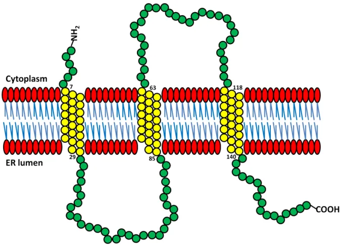 Figure 3.2 | Predicted Cnir membrane topology