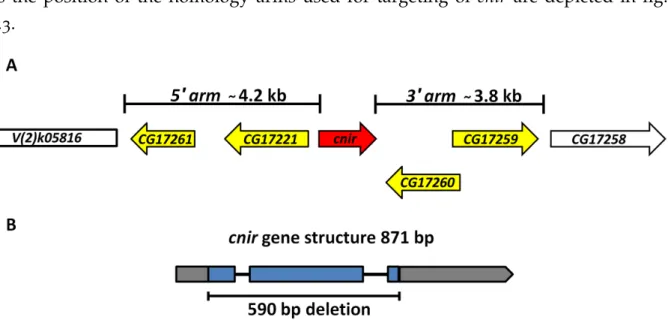 Figure 3.3 | The cnir genomic locus