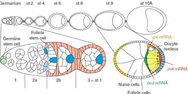 Figure 2 The Drosophila ovariole 