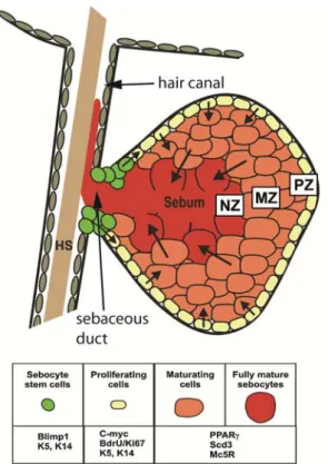 Fig. 8) The Sebaceous gland (SG). The SG contains a proliferative basal layer (PZ), more  mature sebocytes in the maturation zone (MZ) and degenerating cells in the necrotic zone (NZ)