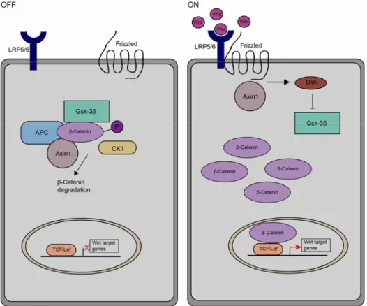 Fig. 9) The canonical Wnt-signalling pathway. Upon binding of Wnt-ligand to the receptor  complex formed by frizzled and LRP, cytoplasmic β-Catenin is stabilized, translocates to the  nucleus and can activate target gene transcription (ON)