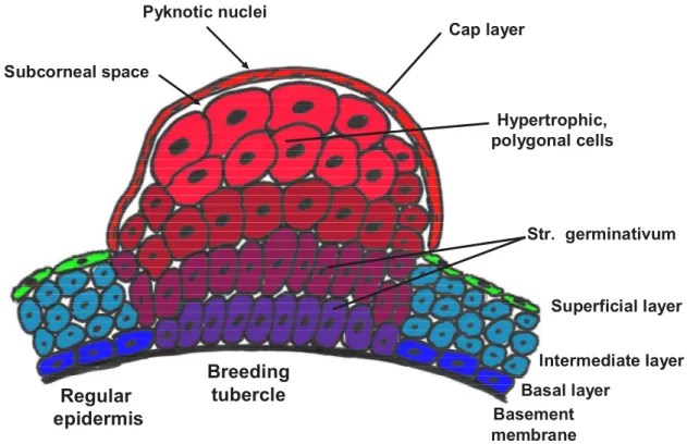 Figure 3: General features of breeding tubercles. The general organization and the major differences of breeding  tubercles to regular epidermis are summarized here
