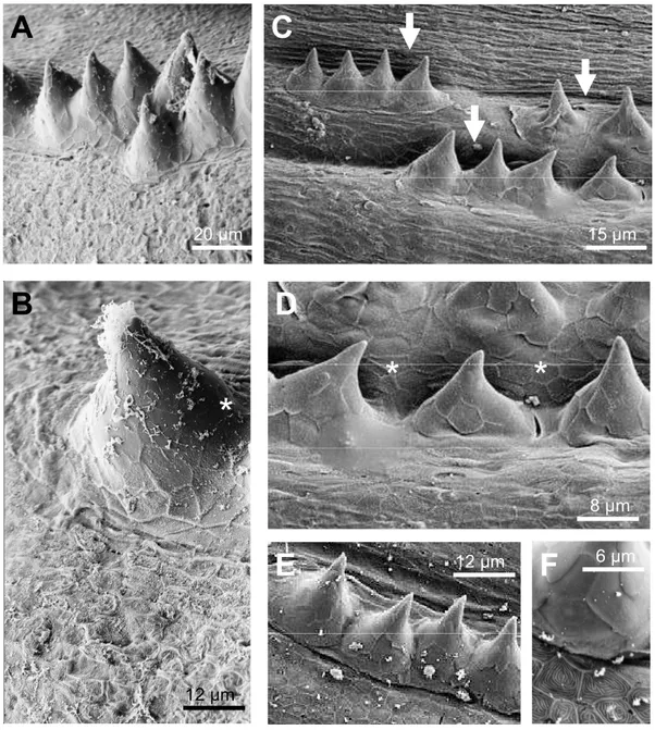 Figure 9: Different types of  cell surfaces of breeding tubercles. (A/B) Low magnification of tubercles of the jaw and high magnification of the bridge between two head tubercels of the lower jaw row (asterisk)