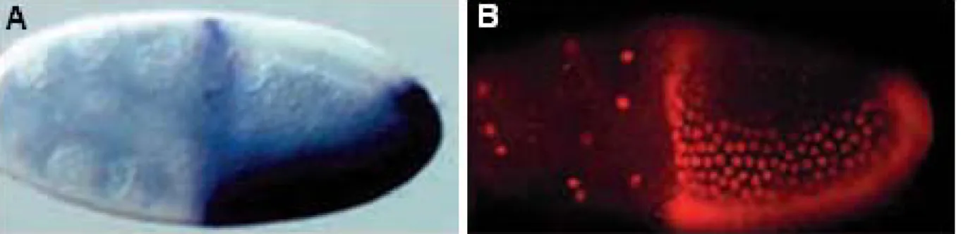 Abbildung 1. 3:  Expression  der  pipe  mRNA und eines pipe Reporterkonstrukts  im  Follikelepithel während des Stadium 10 der Oogenese (A)  in-situ-Hybridisierung mit einer  Digoxigenin-gekoppelten Sonde zur Visualisierung der pipe mRNA-Lokalisation im Fo