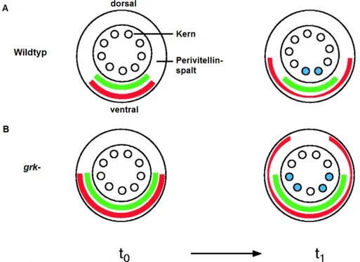 Abbildung 1. 7:  Reaktions-Diffusions-Modell (A) Anfangs (t 0 ) sind die Produkte der Spätzle- Spätzle-Prozessierung im ventralen Bereich des Perivitellinspalts gleich verteilt