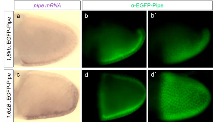 Abbildung 3. 4:  Expression des EGFP-Pipe-Fusionsproteins unter Kontrolle des intakten  und des intern deletierten Promotors (a-d´) Lateralansicht von Eikammern im Stadium 10 A, die mit  dem anterioren Ende nach links sowie der dorsalen Seite nach oben ori