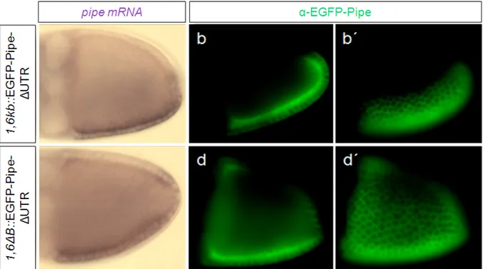 Abbildung 3. 7:  Expression des EGFP-Pipe-Fusionskonstrukts nach Deletion der miRNA- miRNA-Bindestellen aus der 3´-UTR (∆UTR)  unter Kontrolle des intakten und des intern deletierten  Promotors  (a-d´) Lateralansicht von Eikammern in Stadium 10 (a,c) in-si