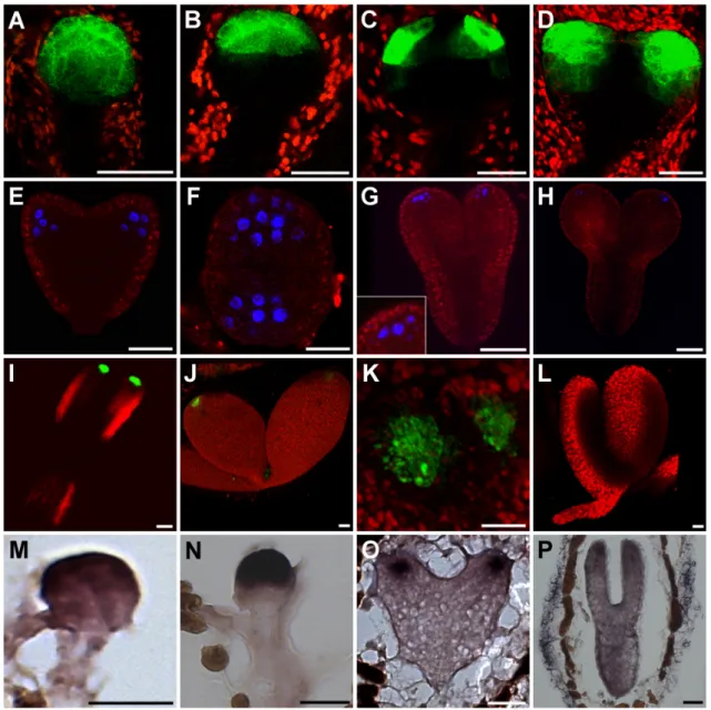 Abbildung 1: Expression von DRNL Transkript und Protein während der Embryogenese.  