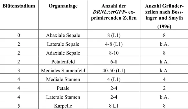 Tabelle  2:  Vergleich  der  durch  pDRNL::erGFP  markierten  Zellen  mit  Gründerzellen  floraler  Organe