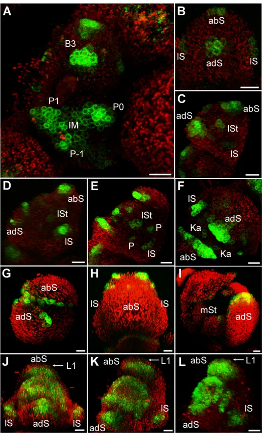Abbildung  7:  Analyse  von  Auxin-Maxima  während  der  floralen  Entwicklung  und  die  Auswirkung  der  Mutagenese von vier AuxREs im  DRNL-Promotor (mut-pDRNL::erGFP)