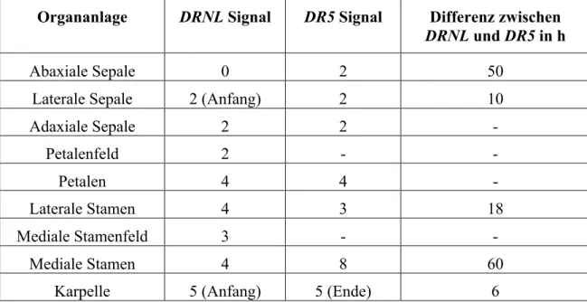 Tabelle 3: Vergleich der DRNL-Expression mit dem Auftauchen lokaler Auxin-Maxima. Die Berechnung  der zeitlichen Differenz zwischen DR5 und DRNL erfolgte anhand einer Tabelle von Smyth et al