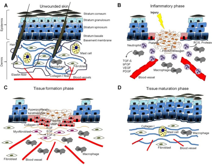 Figure  1:  Skin  morphology  and  the  physiological  sequence  of  wound  healing.  (A)  Cartoon  of  normal  unwounded  skin, divided  into  in  the  keratinocyte-rich  epidermis  and  the  collagen-rich  dermis