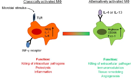 Figure  3:  Model  of  macrophage  activation.  Macrophages  can  either  be  activated  by  a  microbial  stimulus  and  INF-γ  to  function  as  a  classically  activated  macrophage  or  by  IL-4/IL-13  to  act  as  an  alternatively  activated  macroph