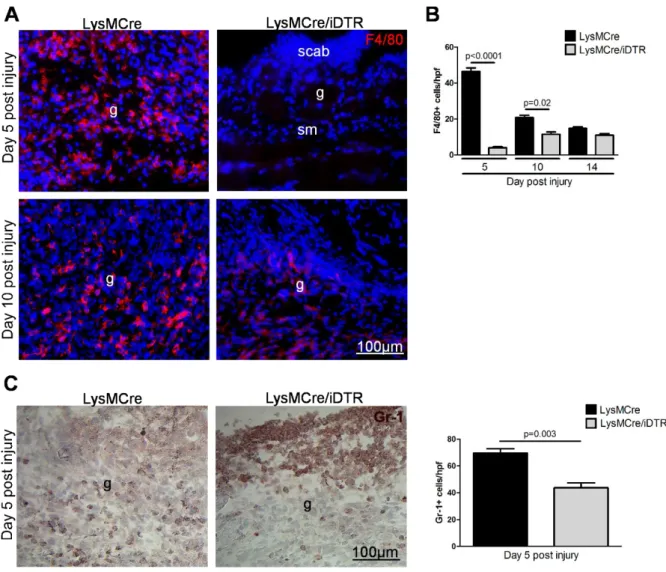 Figure  11:    DT-mediated  macrophage  depletion  in  LysMCre/iDTR  mice  following  DT  injection  regimen  A