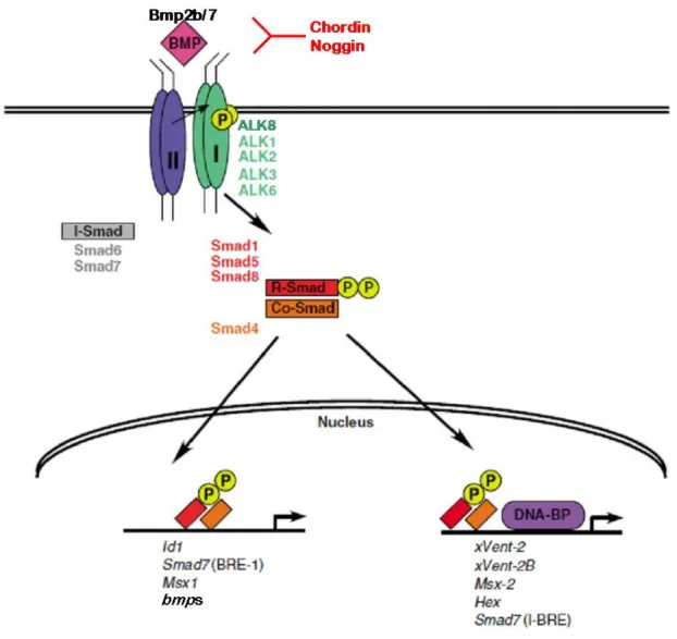 Figure  2-1:  The  signaling  pathway  of  Bone  Morphogenetic  Proteins  (modified  from  Varga  and  Wrana, 2005) 