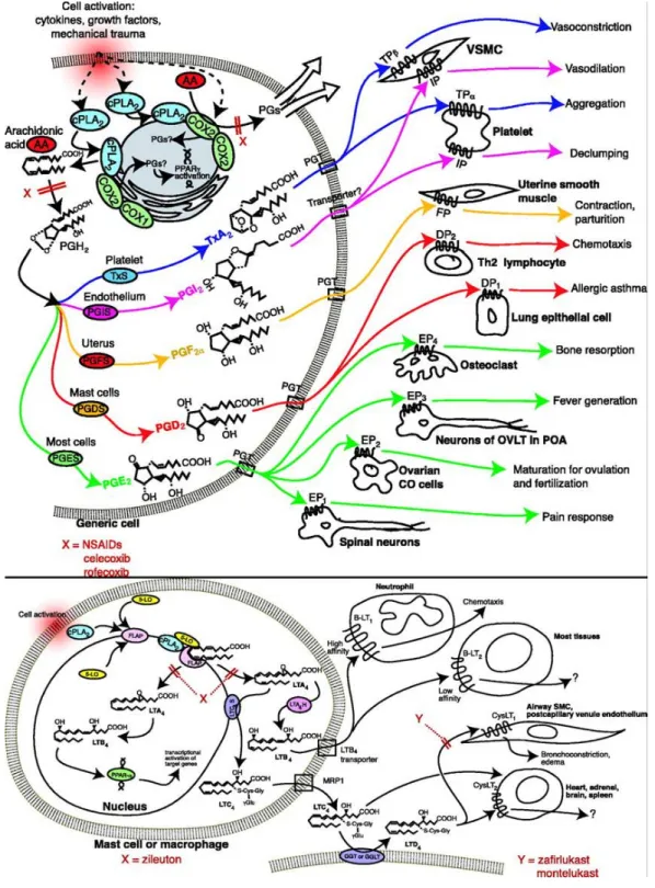Figure 4-1: Overview of the most prominent pathways of eicosanoids 