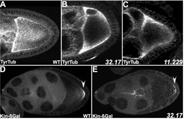 Abb. 8: Die Polarität des Mikrotubuli-Cytoskeletts in Keimbahnklonen von 32.17 und 11.229