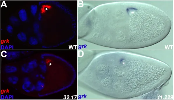 Abb. 14: Lokalisation der grk mRNA in Keimbahnklonen von 32.17 und 11.229. 