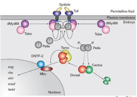 Figure 1.5: The cytoplasmic events downstream of the Toll receptor. 