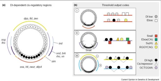 Figure 1.8: Dorsal-dependent cis-regulatory regions in Drosophila DV patterning 