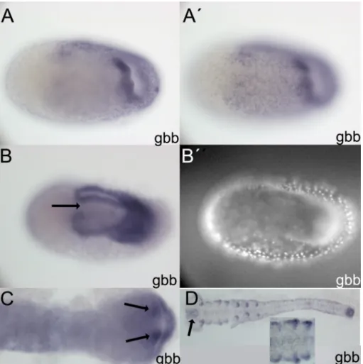 Figure  2.2:  Expression  of  Tc-gbb1  (A-D)  Tc-gbb1  expression.  (A,A´)  Gastrulating  embryo  in  different  focal  planes,  ventral  view