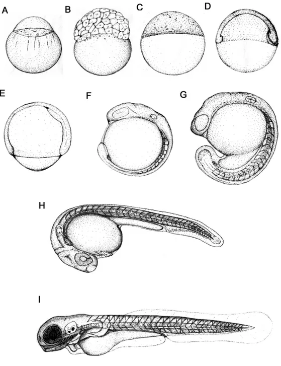 Figure 1: Zebrafish developmental series. The animal pole is to the top for the early stages(A- stages(A-E), anterior is up (F) or to the left (G-I) at later stages