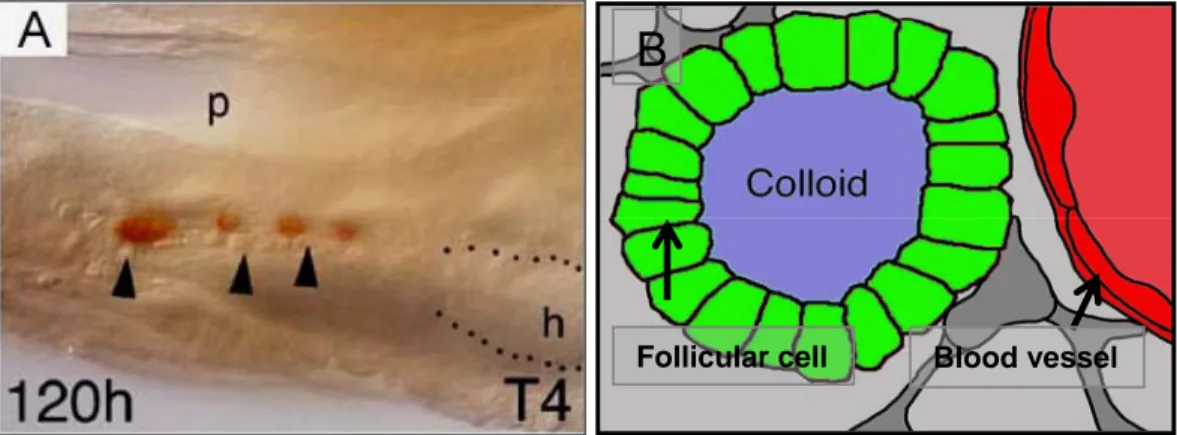 Figure 3: (A) The normal position and distribution of thyroid gland in adult zebrafish and  (B) the structure of thyroid follicular cell in zebrafish