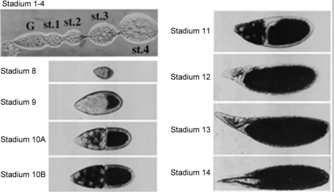 Abbildung 1.1.3.: Ausgewählte Oogenese-Stadien von Drosophila melanogaster . Oben links ist  der distale Teil einer Ovariole gezeigt, mit dem Germarium an der anterioren Spitze (G) und jungen  Eikammern der Stadien 1-4