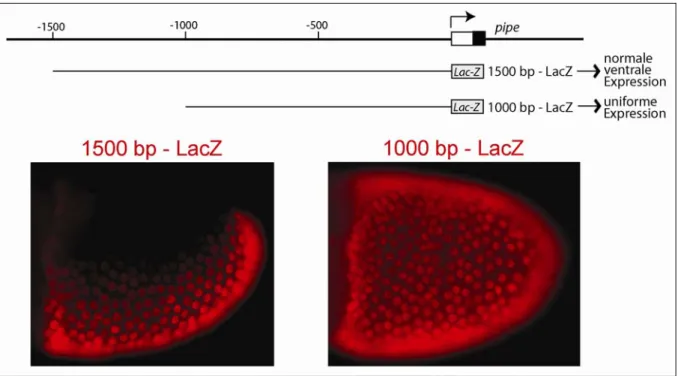 Abbildung 1.2.11.: Die Expressionsmuster der pipe-Promotor-LacZ Konstrukte 1500 bp – LacZ  und  1000 bp – LacZ