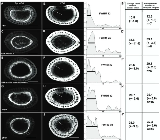 Fig. 7 Regulation of the cortical anchoring of MT minus-ends Cross sections of stage 10a egg  chambers double stained for tyrosinated α-tubulin (A, C, E, G, and H) and γ-tubulin (B, D, F, H and  J)