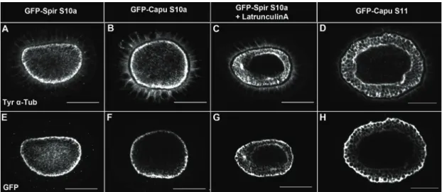 Fig. 8 Cortical localisation of GFP-Capu and GFP-SpireD Cross sections of egg chambers  double stained for tyrosinated α-tubulin (A-D) and GFP (E-H) of indicated stages