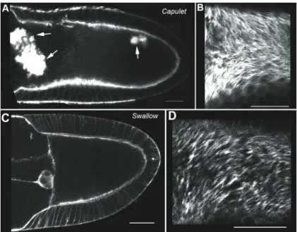 Fig. 9 Actin organisation in cap and swa mutant oocytes (A, C) Sagittal sections and (B, D)  cortical sections of stage 10a oocytes stained for actin with genotypes indicated