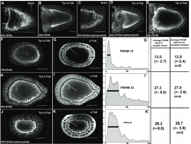 Fig. 10 Cytoskeletal organisation in Khc mutant oocytes (A, C) Cortical sections. (A) A stage  10a oocyte reveals the normal formation of actin bundles at the cortex