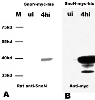 Figure legend). SnoN fusion protein was detected in an independent experiment  using anti-myc antibodies which served as an important control (Figure 25B)