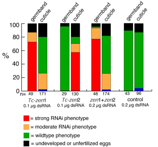 Fig. 2. Phenotypic frequencies for parental RNAi with the two Tc-zen  homologues.  