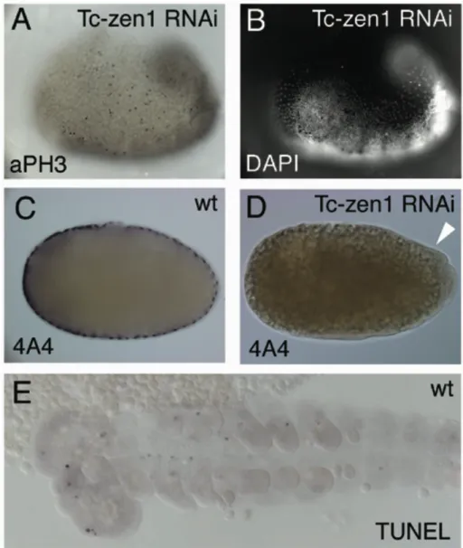 Fig. 5. α PH3, A4A staining and TUNEL assay 