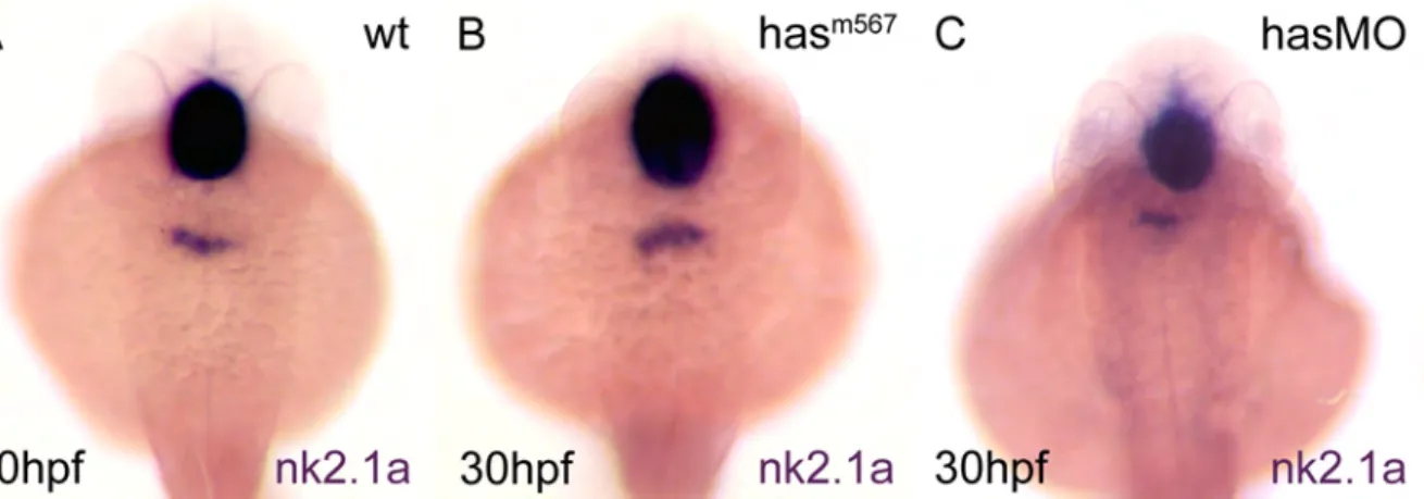 Abb.  7:  Homozygote  has m567   Mutanten  und  has  Morphants  weisen  wildtypisch  induzierte  Schilddrüsenvorläuferzellen auf